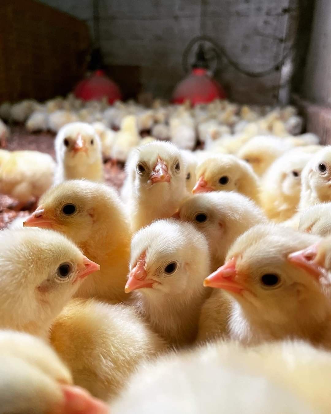 Live Day-Old Chicks