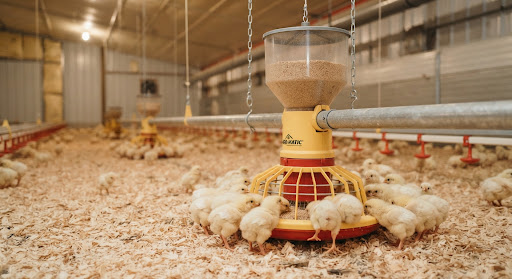 Modern Poultry Equipment
